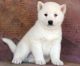 Alaskan Klee Kai Puppies for sale in Como, MS 38619, USA. price: $400