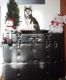 Alaskan Klee Kai Puppies for sale in Bakerhill, AL 36027, USA. price: NA