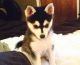 Alaskan Klee Kai Puppies for sale in Antioch, CA, USA. price: $450