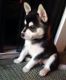 Alaskan Klee Kai Puppies for sale in East Los Angeles, CA, USA. price: NA