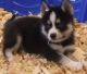 Alaskan Klee Kai Puppies for sale in Pemberton Dr, Raleigh, NC 27609, USA. price: $1,200