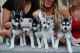Alaskan Klee Kai Puppies for sale in Rialto, CA, USA. price: NA