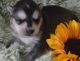 Alaskan Klee Kai Puppies for sale in Phoenix, AZ, USA. price: NA