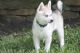 Alaskan Klee Kai Puppies for sale in Chattanooga, TN, USA. price: NA