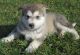 Alaskan Klee Kai Puppies for sale in Fairhope, AL 36532, USA. price: NA