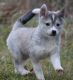 Alaskan Klee Kai Puppies for sale in Los Angeles, CA, USA. price: NA