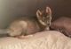 Alaskan Klee Kai Puppies for sale in Daly City, CA, USA. price: NA