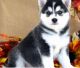 Alaskan Klee Kai Puppies for sale in Columbus, GA, USA. price: $500