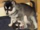 Alaskan Klee Kai Puppies for sale in Sacramento, CA, USA. price: NA