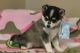 Alaskan Klee Kai Puppies for sale in Las Vegas, NV 89185, USA. price: NA