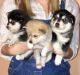 Alaskan Klee Kai Puppies for sale in Hamilton, OH, USA. price: NA