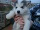 Alaskan Klee Kai Puppies for sale in Los Angeles, CA, USA. price: $540