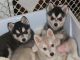 Alaskan Klee Kai Puppies
