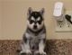 Alaskan Klee Kai Puppies for sale in Columbus, OH, USA. price: NA
