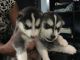 Alaskan Klee Kai Puppies for sale in Petaluma, CA 94953, USA. price: NA