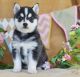 Alaskan Klee Kai Puppies for sale in New York, NY, USA. price: $400