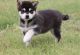 Alaskan Klee Kai Puppies for sale in Cheyenne, WY, USA. price: NA