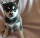 Alaskan Klee Kai Puppies for sale in Los Angeles, CA, USA. price: $400