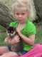 Alaskan Klee Kai Puppies for sale in New York, NY, USA. price: $400
