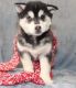 Alaskan Klee Kai Puppies for sale in Portland, OR, USA. price: NA