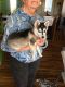 Alaskan Klee Kai Puppies for sale in Cheyenne, WY, USA. price: NA