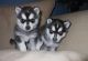 Alaskan Klee Kai Puppies for sale in Florahome Way, The Villages, FL 32163, USA. price: NA
