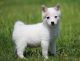 Alaskan Klee Kai Puppies for sale in Houston, TX, USA. price: NA