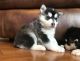 Alaskan Klee Kai Puppies for sale in Chicago, IL, USA. price: NA