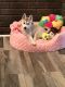 Alaskan Klee Kai Puppies for sale in The Bronx, NY, USA. price: NA