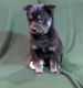 Alaskan Klee Kai Puppies for sale in Savage, MN 55378, USA. price: $900