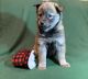 Alaskan Klee Kai Puppies for sale in Savage, MN 55378, USA. price: $900