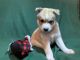 Alaskan Klee Kai Puppies for sale in Savage, MN 55378, USA. price: $1,000