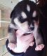 Alaskan Klee Kai Puppies for sale in Scottsboro, AL, USA. price: NA