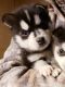 Alaskan Klee Kai Puppies for sale in Scottsboro, AL, USA. price: NA