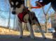 Alaskan Klee Kai Puppies for sale in Brooklyn, NY, USA. price: NA