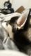 Alaskan Klee Kai Puppies for sale in Dallas, TX, USA. price: NA