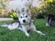 Alaskan Klee Kai Puppies for sale in New York, NY 10013, USA. price: $500