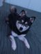 Alaskan Klee Kai Puppies for sale in Broward County, FL, USA. price: $500