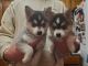 Alaskan Klee Kai Puppies for sale in Alexandria, MN 56308, USA. price: NA