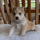 Alaskan Klee Kai Puppies for sale in Indianapolis, IN, USA. price: NA