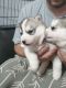 Alaskan Malamute Puppies for sale in Austin, TX, USA. price: $480