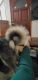 Alaskan Malamute Puppies for sale in Everett, WA, USA. price: NA