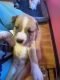 Alaskan Malamute Puppies for sale in Melvindale, MI 48122, USA. price: NA
