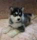 Alaskan Malamute Puppies for sale in Cheyenne, WY, USA. price: NA