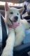 Alaskan Malamute Puppies for sale in Chantilly, VA, USA. price: NA