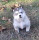 Alaskan Malamute Puppies for sale in Versailles, MO 65084, USA. price: NA