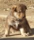 Alaskan Malamute Puppies for sale in Kersey, CO, USA. price: $500