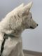 Alaskan Malamute Puppies for sale in Corona, CA, USA. price: NA