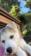 Alaskan Malamute Puppies for sale in Palos Verdes Peninsula, CA 90275, USA. price: $900