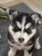 Alaskan Malamute Puppies for sale in Bayview, TX 78566, USA. price: NA